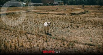 Lluvias atípicas en Puebla dañaron más de mil 500 hectáreas de cultivo