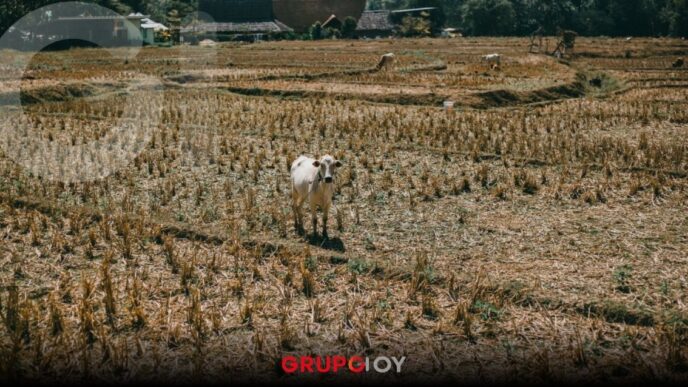 Lluvias atípicas en Puebla dañaron más de mil 500 hectáreas de cultivo