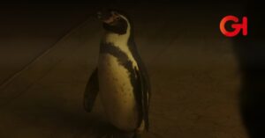Lecciones de un Pinguino