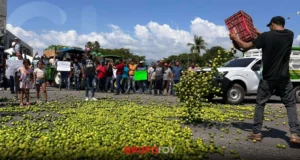 Productores de limón de Apatzingán protestan por precios bajos
