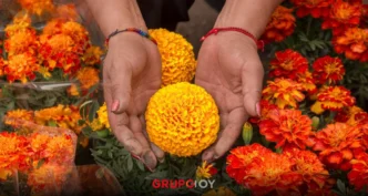 Cómo aprovechar el cempasúchil después del Día de Muertos