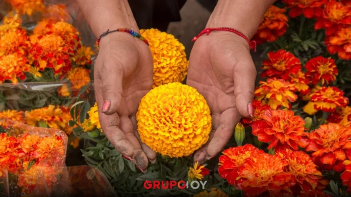 Cómo aprovechar el cempasúchil después del Día de Muertos