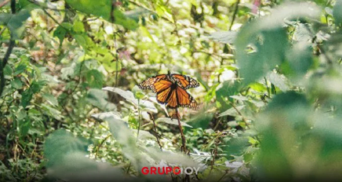 Migración de la Mariposa Monarca comienza en México