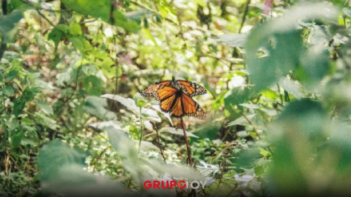 Migración de la Mariposa Monarca comienza en México