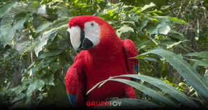 ¿Cuánto cuesta y hasta cuándo estará la Navidad Salvaje en el Zoológico del Altiplano de Tlaxcala?