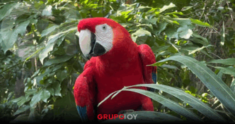 ¿Cuánto cuesta y hasta cuándo estará la Navidad Salvaje en el Zoológico del Altiplano de Tlaxcala?