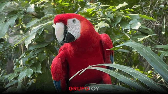 ¿Cuánto cuesta y hasta cuándo estará la Navidad Salvaje en el Zoológico del Altiplano de Tlaxcala?