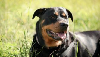 Video. Gaseros roban un cachorro de Rottweiler en Tlaxcala