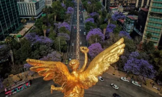 Jacarandas de la CDMX florecen en pleno invierno, ¿Efecto del cambio climático?
