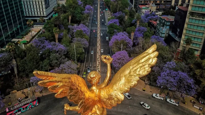 Jacarandas de la CDMX florecen en pleno invierno, ¿Efecto del cambio climático?