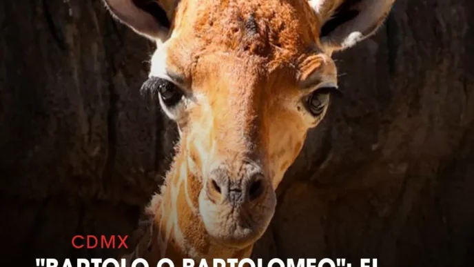 "Bartolo o Bartolomeo": El nombre elegido para la jirafa bebé del Zoológico de Chapultepec