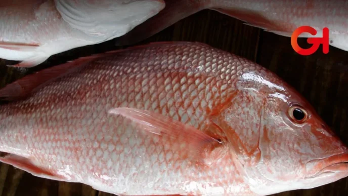 Detienen a 16 pescadores mexicanos por pesca ilegal de huachinango en aguas de EE.UU.