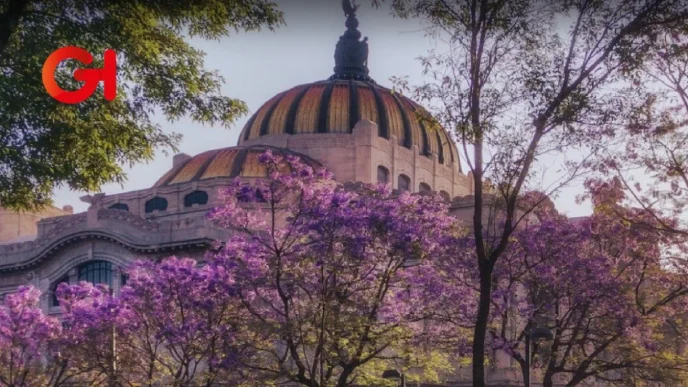 Ricardo Salinas Pliego lanza concurso para premiar la mejor foto de las jacaranda en la CDMX
