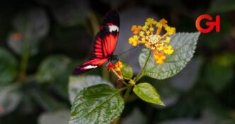 Naturaleza Hidalgo