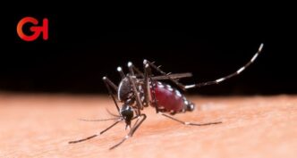 México enfrenta un repunte alarmante de dengue: más de 2,900 casos y 12 muertes en 2025