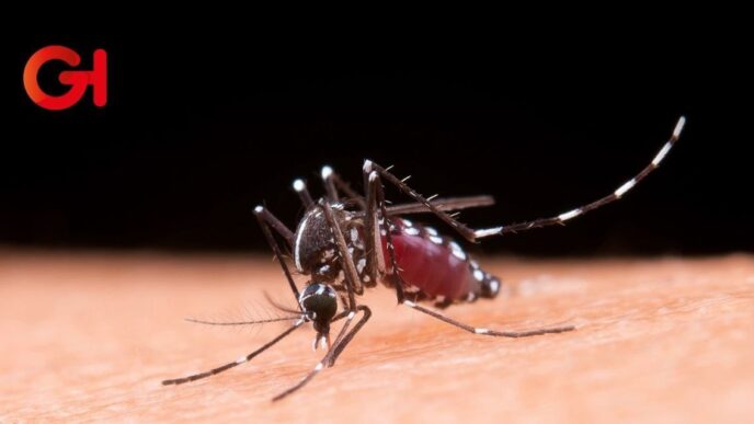 México enfrenta un repunte alarmante de dengue: más de 2,900 casos y 12 muertes en 2025