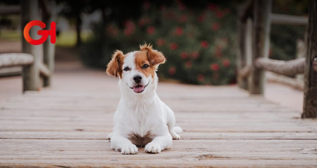 El Adoptatón 2025 llega para unirte con tu alma gemela... ¡de cuatro patas!