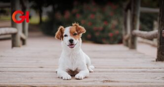 El Adoptatón 2025 llega para unirte con tu alma gemela... ¡de cuatro patas!