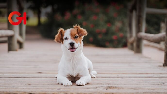 El Adoptatón 2025 llega para unirte con tu alma gemela... ¡de cuatro patas!