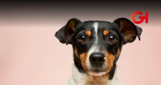 ¿Cuáles son los requisitos y dónde puedo adoptar perritos rescatados en el metro?