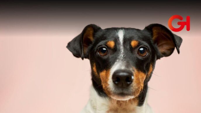 ¿Cuáles son los requisitos y dónde puedo adoptar perritos rescatados en el metro?