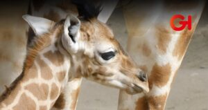 Nace jirafa en el Centro de Conservación de Chapultepec