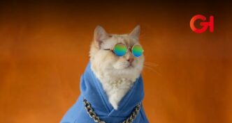 Cat Fashion Weekend 2025: Moda, Adopciones y Diversión por los Gatos en CDMX
