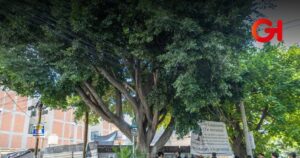 Árbol Laureano