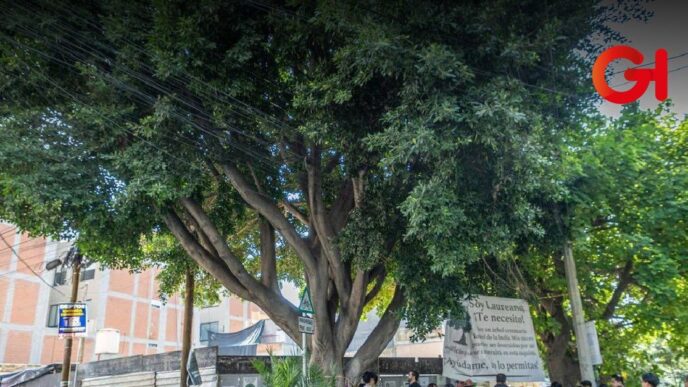 Árbol Laureano