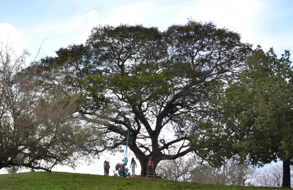 El Árbol Laureano 
