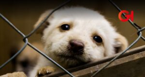 Tlalpan lanza clínica para animales maltratado