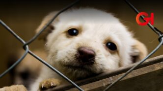 Tlalpan lanza clínica para animales maltratado