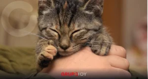 Michykon Festival en CDMX 2025: adopción de gatitos, merch kawaii y más