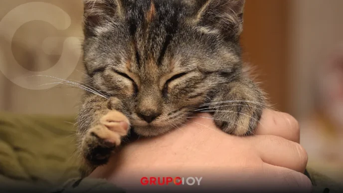 Michykon Festival en CDMX 2025: adopción de gatitos, merch kawaii y más