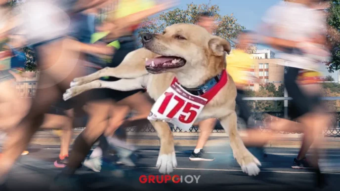 “Chicles” el perrito corredor