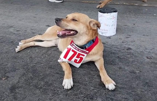 “Chicles” el perrito corredor 