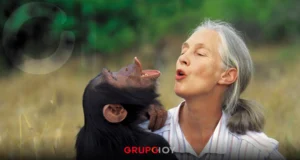 ¿Quién fue Jane Goodall, pionera en el estudio de los chimpancés?