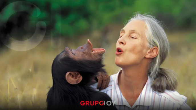 ¿Quién fue Jane Goodall, pionera en el estudio de los chimpancés?