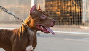 Pitbull ataca a niño en Lomas de Plateros, en la Álvaro Obregón