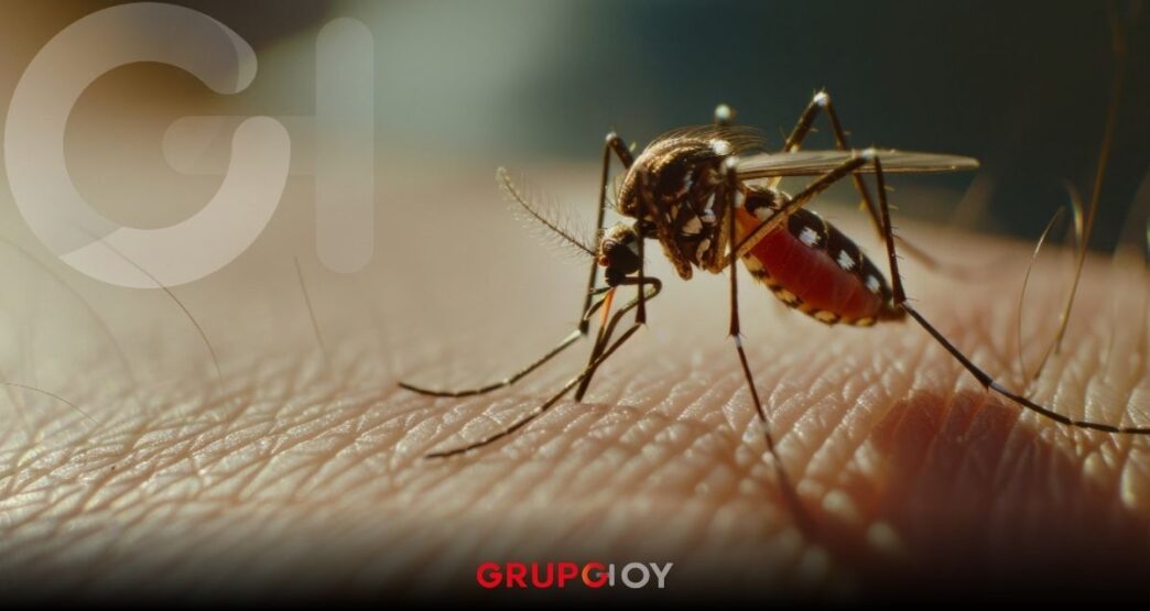 Cofepris autoriza la vacuna japonesa contra el dengue Qdenga en México