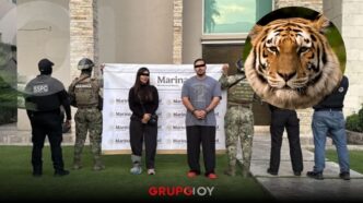 Aseguran siete tigres, armas y droga en cateos ligados al Cártel del Noreste en Nuevo León