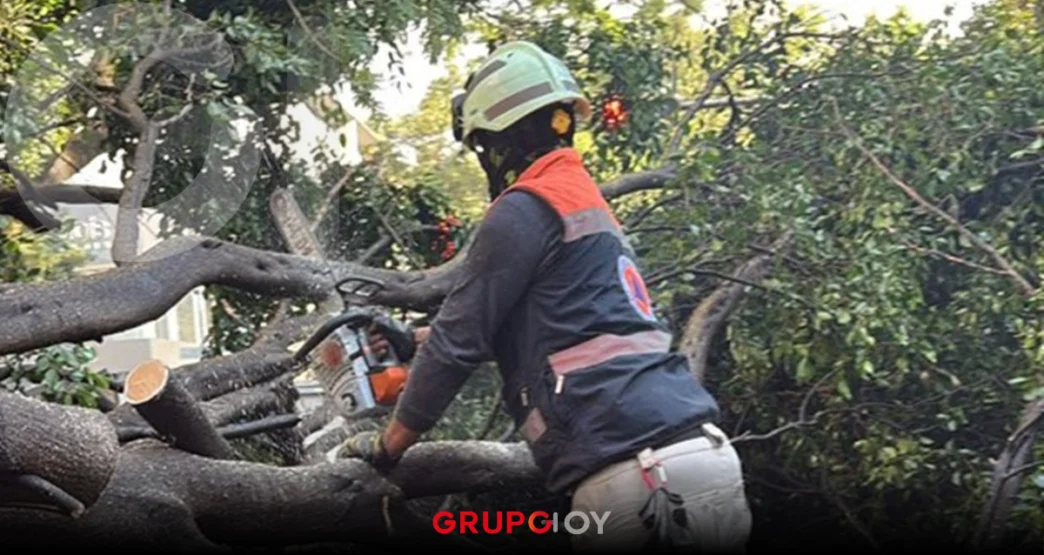 Lluvia en CDMX tira árboles en la capital