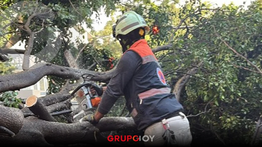 Lluvia en CDMX tira árboles en la capital