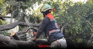 Lluvia en CDMX tira árboles en la capital
