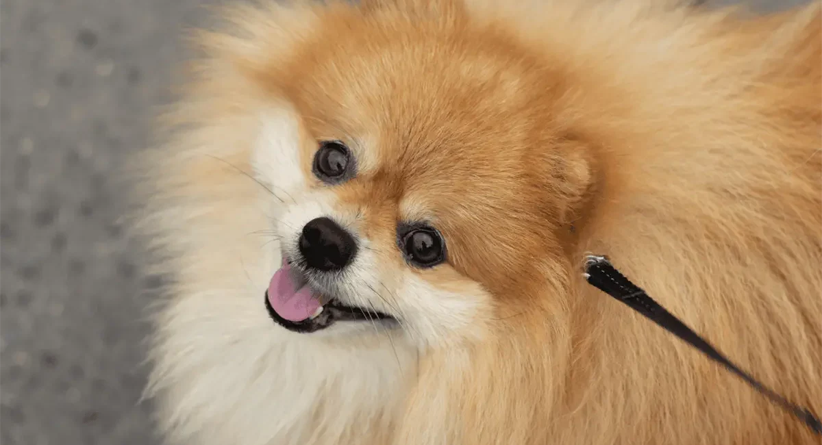 Le robaron a Bruno, un pomerania, en plena calle de la GAM