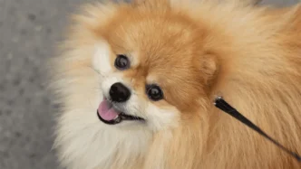 Le robaron a Bruno, un pomerania, en plena calle de la GAM